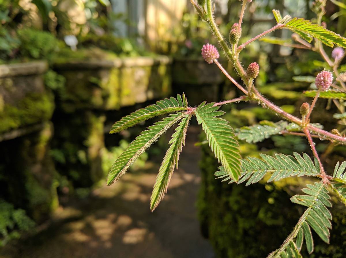 小小绘含羞草视频教程